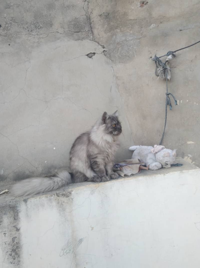 Persian Male Cat | Smokey Kitten 5