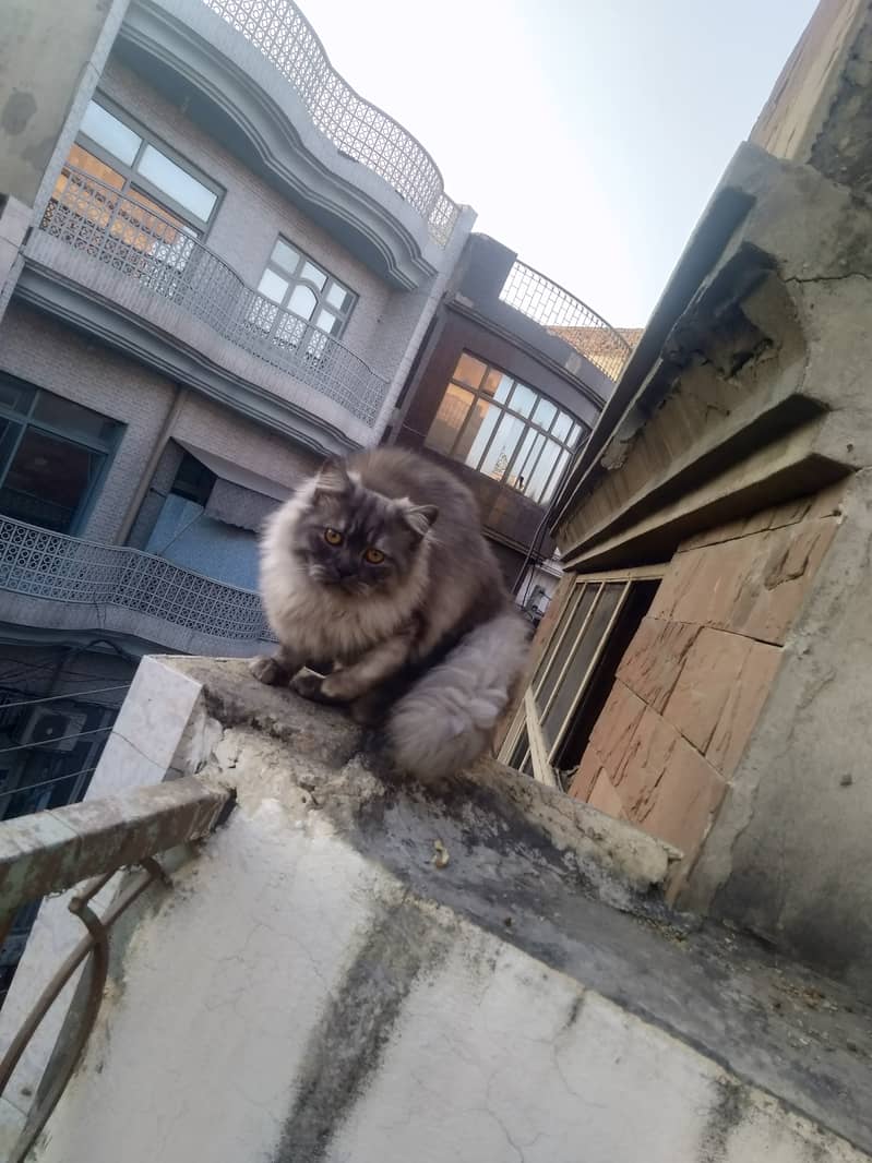 Persian Male Cat | Smokey Kitten 6