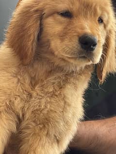 Golden retriver puppy / retriver puppies / puppy for sale 0