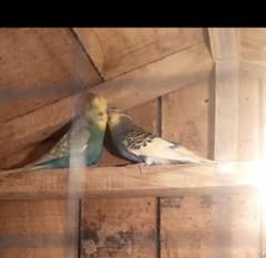 RAINBOW CRUSTED Budgie Australian parrots pair FOR sale