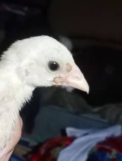 Hera white chick 1800 lasani chick 1. piece 1100 o3o1,71o4771 cal wt ap 0
