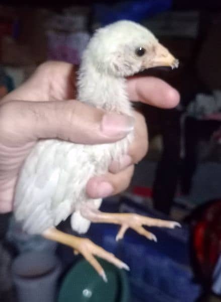 Hera white chick 1800 lasani chick 1. piece 1100 o3o1,71o4771 cal wt ap 1