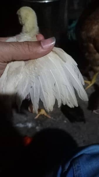 Hera white chick 1800 lasani chick 1. piece 1100 o3o1,71o4771 cal wt ap 6
