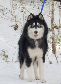 Siberian Husky Blue eyed Woolly coat for sale