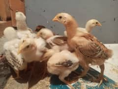 Aseel hen chicks 25 days old