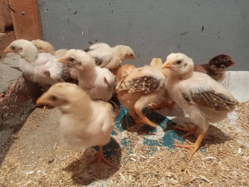 Aseel hen chicks 25 days old 2