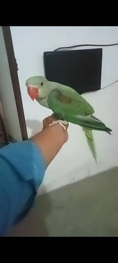 handtame bird
