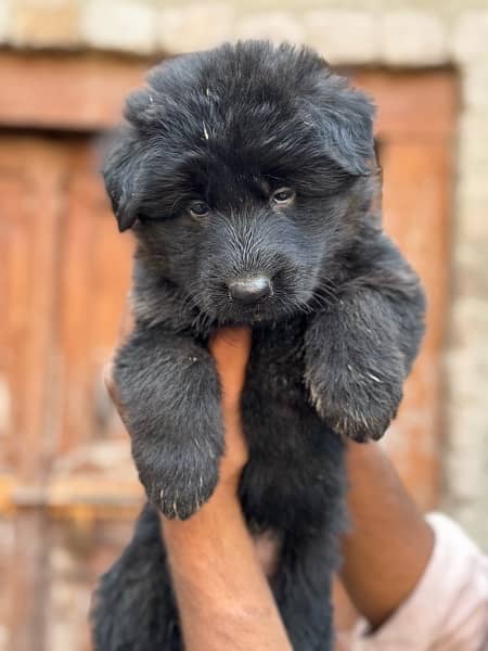 Black Germanshepherd  exterm High Quality  puppies Available 5