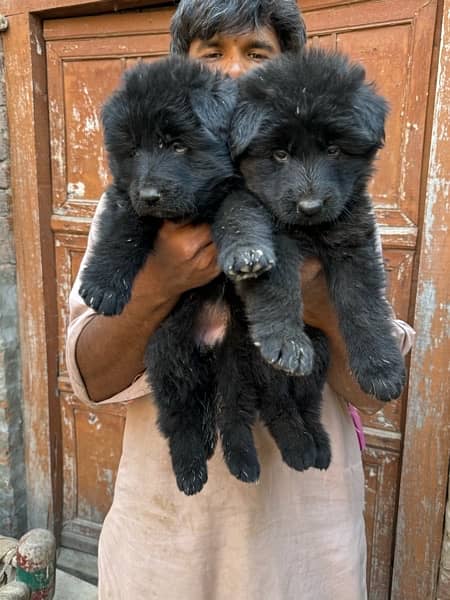 Black Germanshepherd  exterm High Quality  puppies Available 6