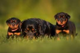 Rottweiler female puppies available