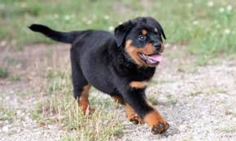 Rottweiler female puppies available 1