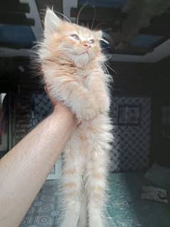 persion kitten