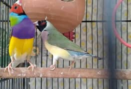 Gouldian Finches 0