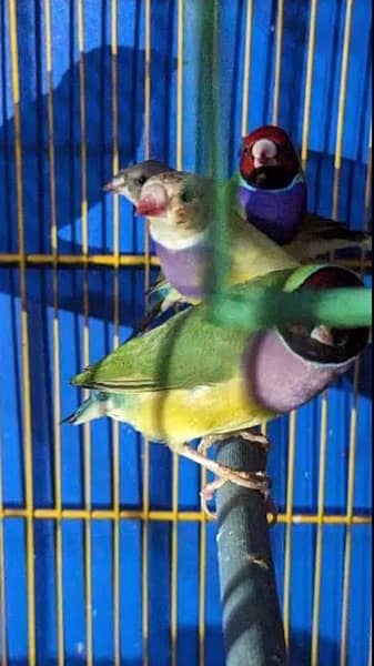 Gouldian Finches 3
