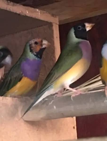 Gouldian Finches 4