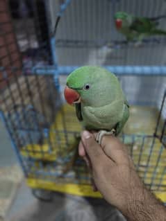 selling my raw parrot