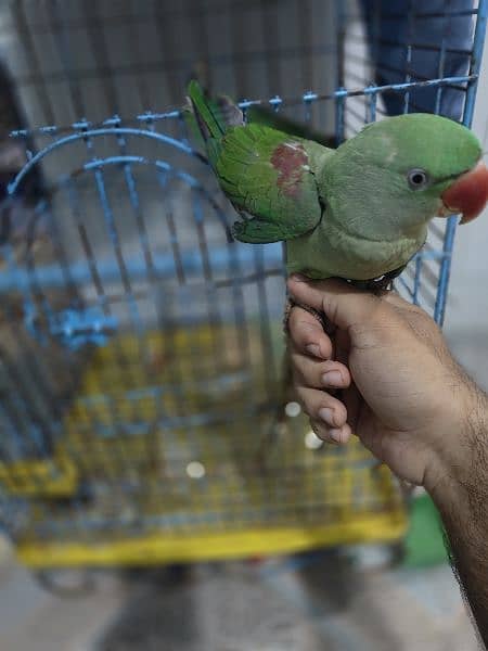 selling my raw parrot 1