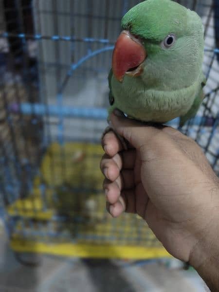 selling my raw parrot 5