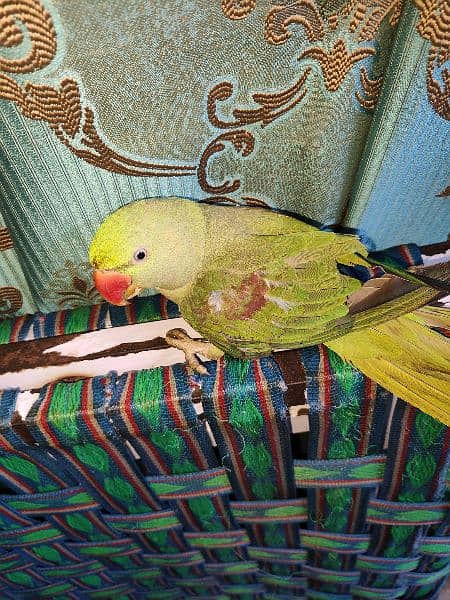 selling my raw parrot 7