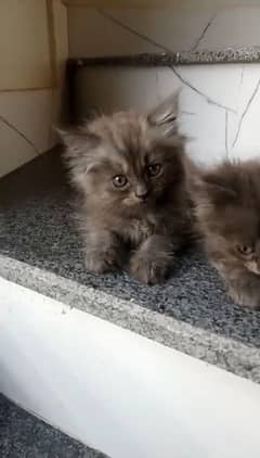 Cute playful active kittens look for forever home