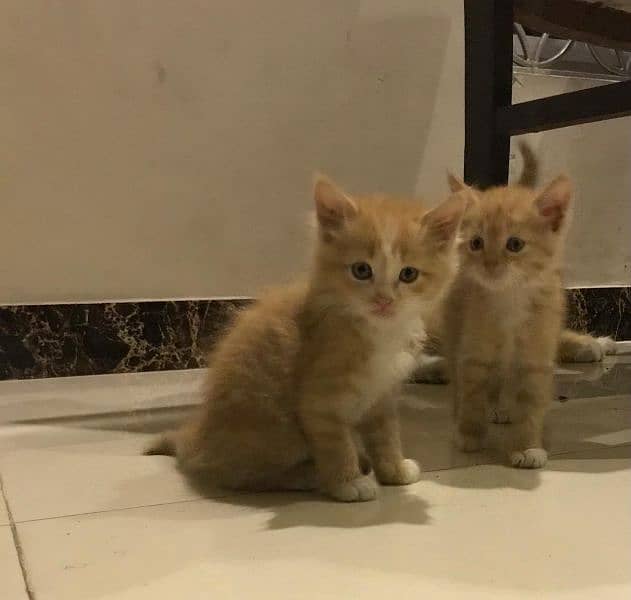 Cute playful active kittens look for forever home 1