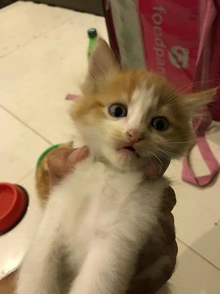 Cute playful active kittens look for forever home 4