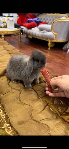 hooland loop rabbits for sale