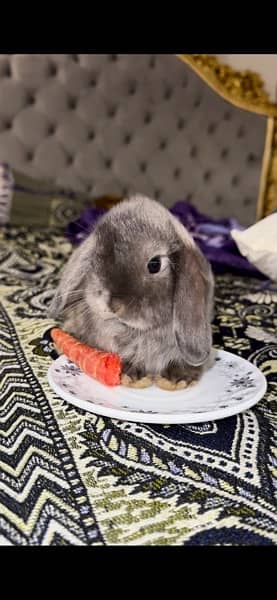 hooland loop rabbits for sale 1