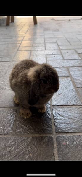 hooland loop rabbits for sale 3