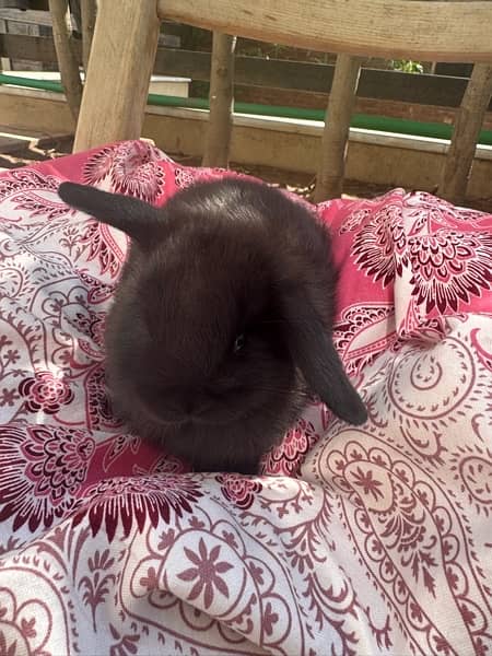 hooland loop rabbits for sale 4