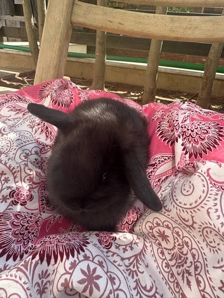 hooland loop rabbits for sale 5