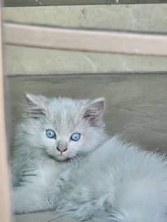 Kitten with blue eyes 0