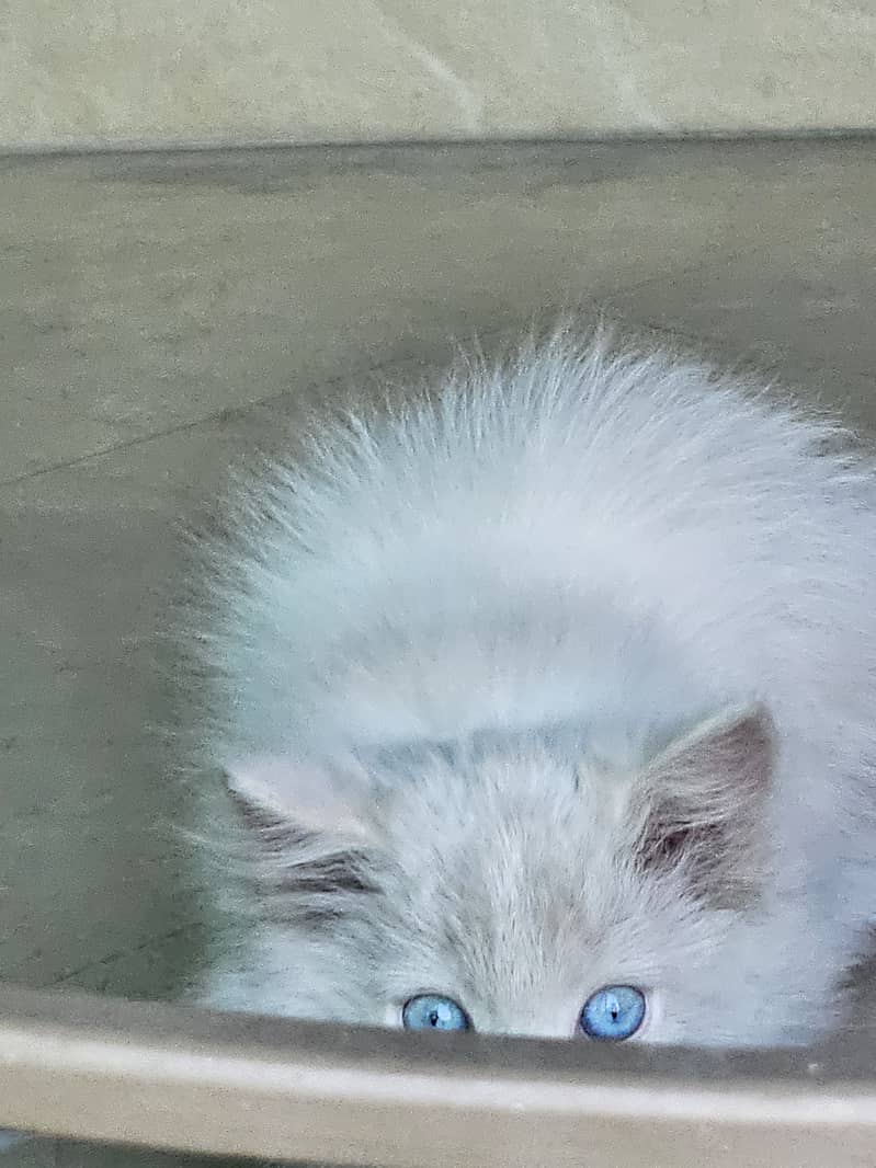 Kitten with blue eyes 1