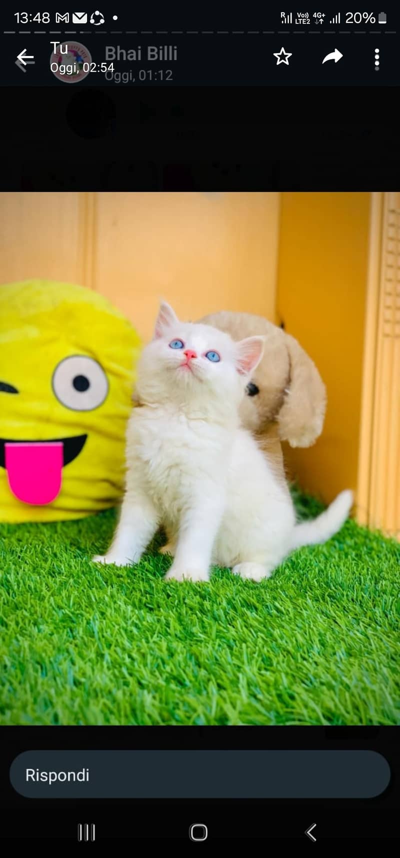 Kitten with blue eyes 3