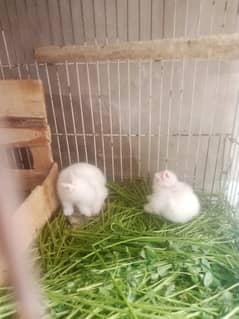 Tadybear rabbits chick's 1 month