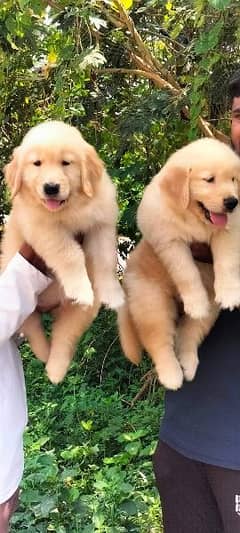HIGH QUALITY GOLDEN RETRIEVER PUPPIES AVAILABLE FOR SALE