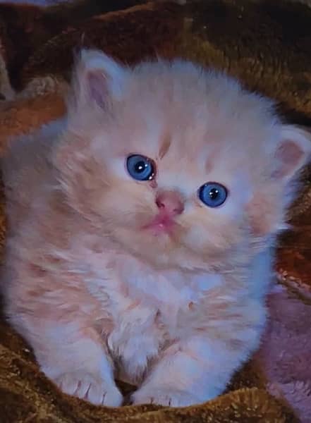 Persian Kitten High quality 1