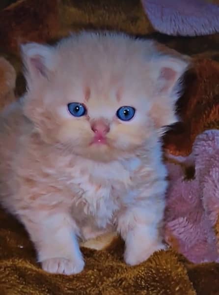 Persian Kitten High quality 4
