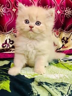 Persian Kitten High quality