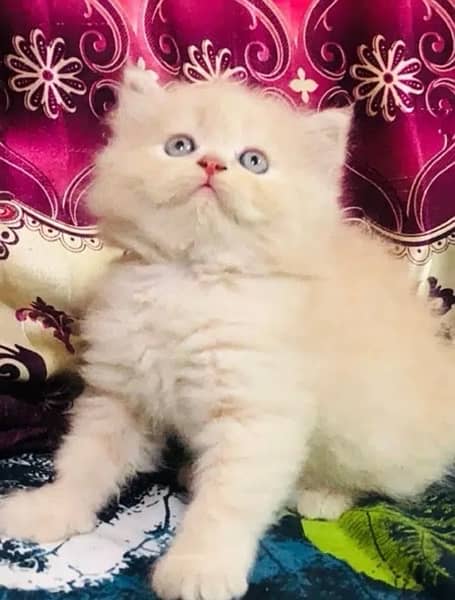 Persian Kitten High quality 3