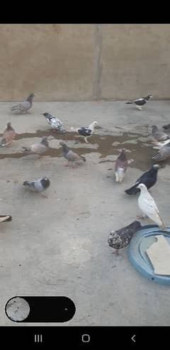 gola laraty hoye pigeons 0