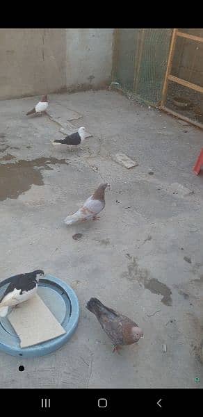gola laraty hoye pigeons 1
