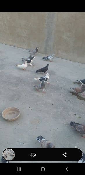 gola laraty hoye pigeons 2