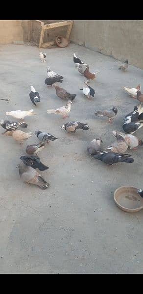 gola laraty hoye pigeons 3