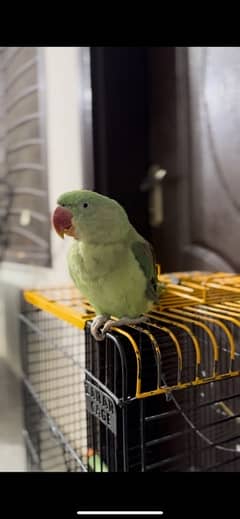 kashmiri raw parrot (pair) with cage 2 years old