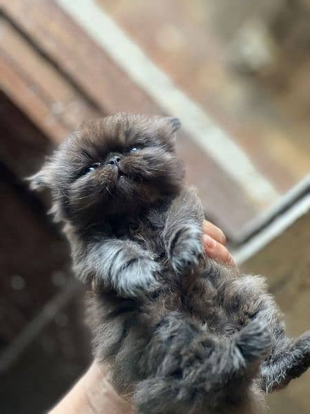 CFA Persian cat: 45 Days, Triple Coat, Peaky 6