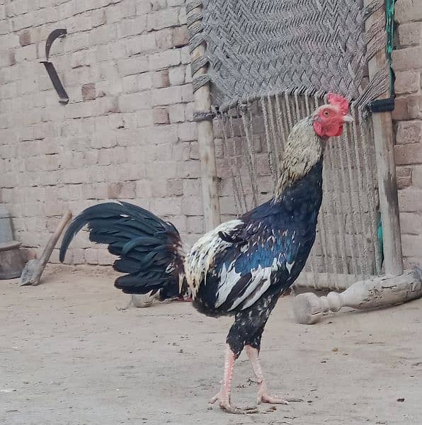 male hen for sale in 3000 , age 6 month 1