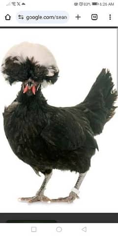 imported polish and bantam silky cross fertile eggs and chicks