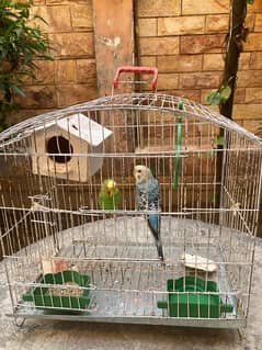 Australia Parrrot pair available with cage