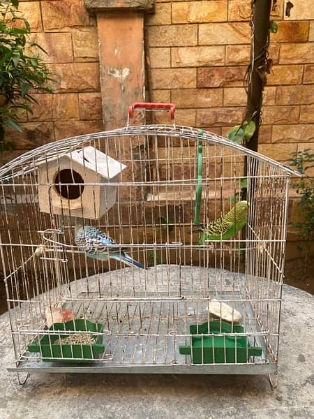Australia Parrrot pair available with cage 1